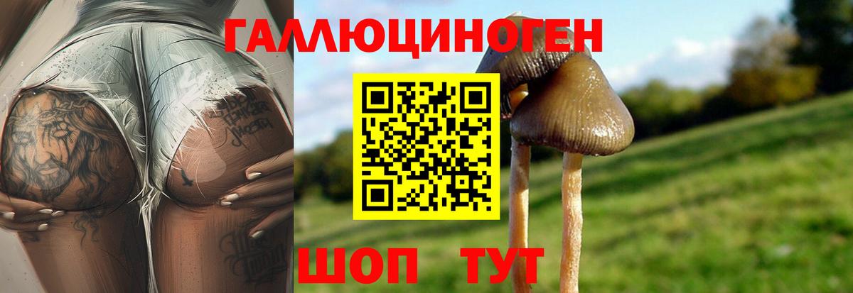 Псилоцибиновые грибы Psilocybine cubensis Кондопога
